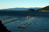 マグロ養殖漁場